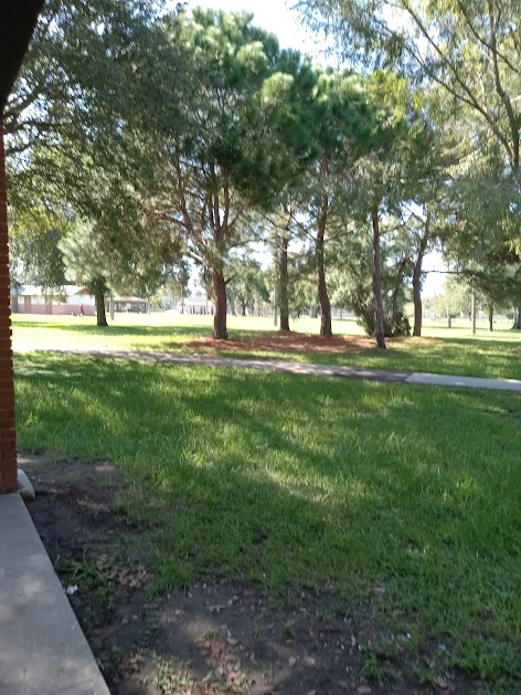 Junk Removal in Macfarlane Park Neighborhood, Tampa, Fl