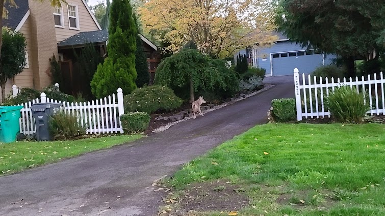 Junk Removal in Cully Association Of Neighbors Neighborhood, Portland, Or