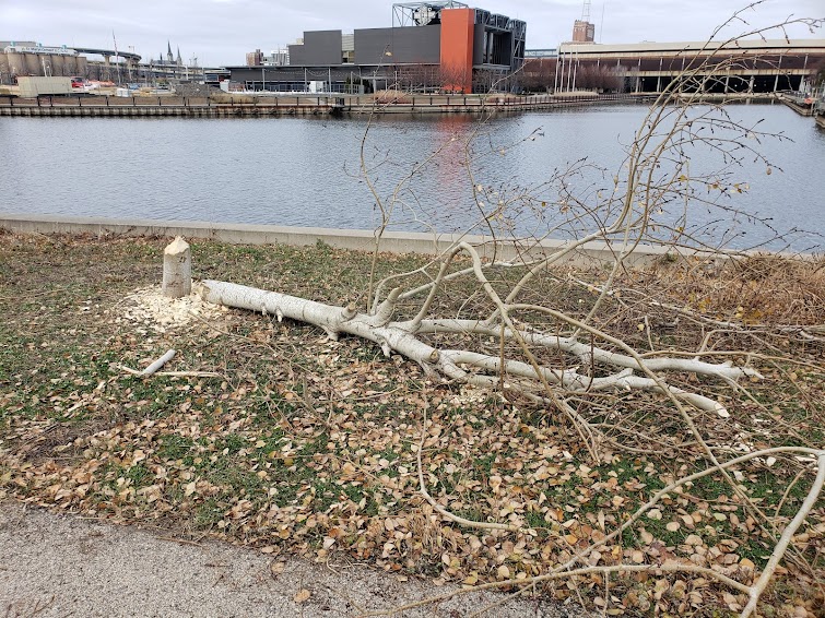 Junk Removal in Menomonee River Valley Neighborhood, Milwaukee, Wi